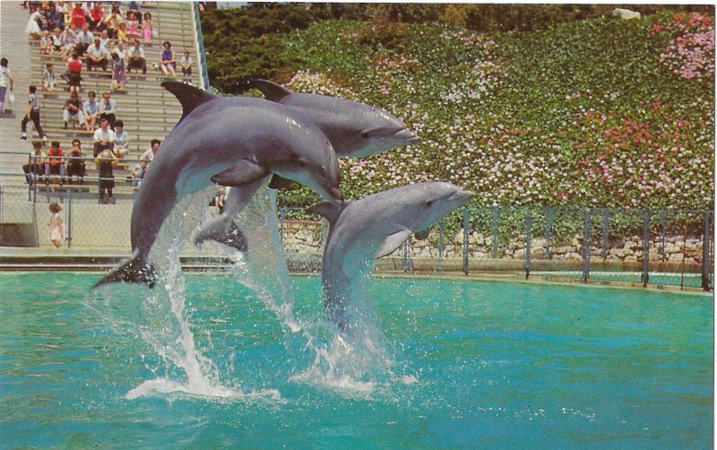 Dolphins